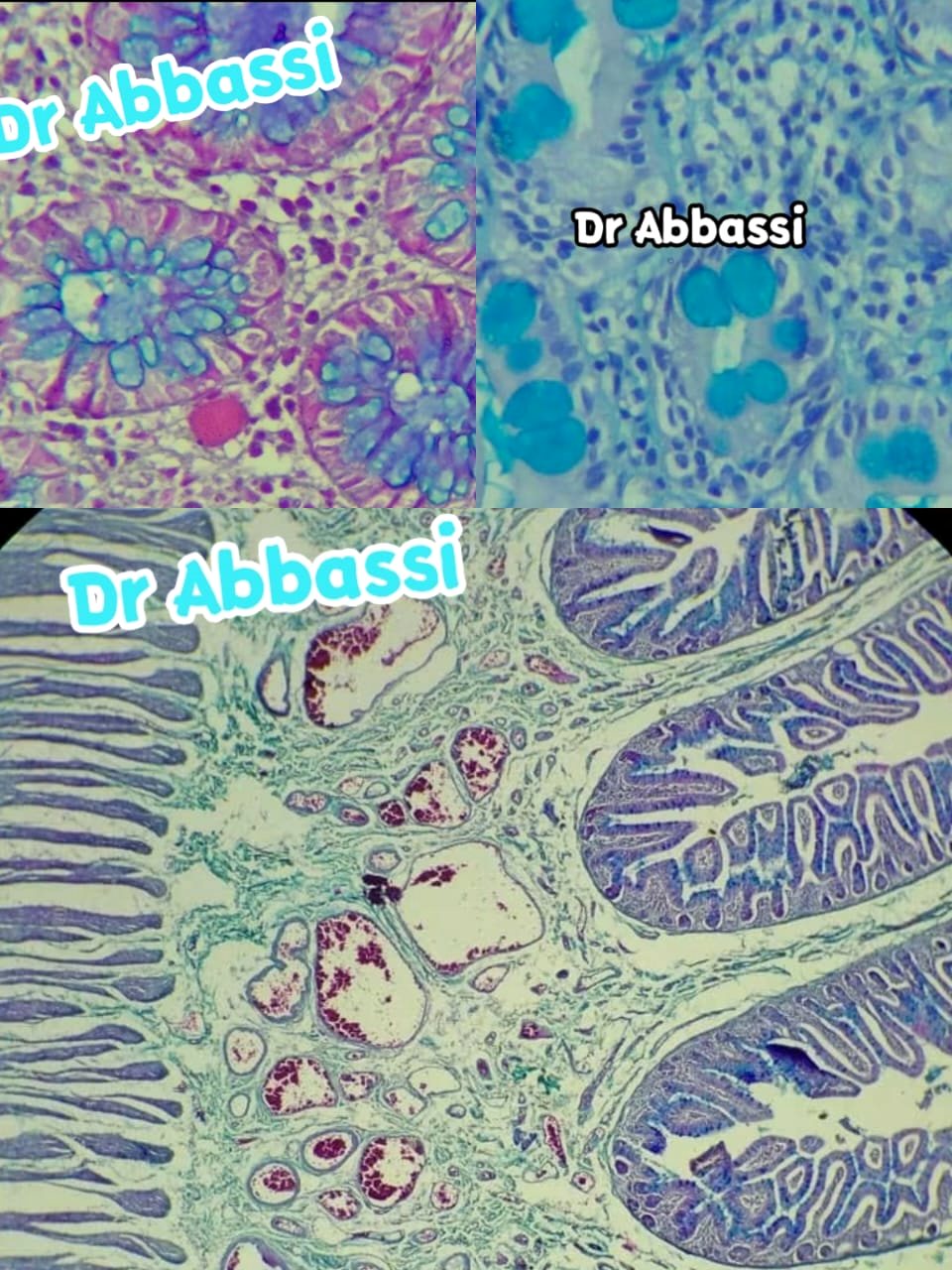 Laboratoire d'anatomie pathologique à Bordj El Bahri, Alger — photo 3