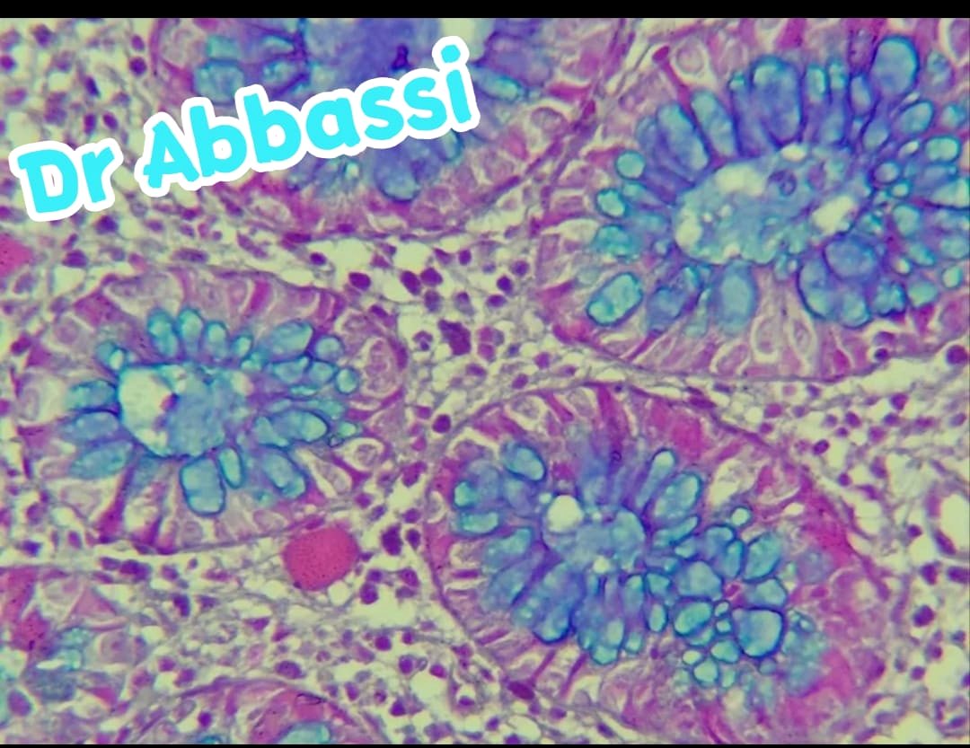 Laboratoire d'anatomie pathologique à Bordj El Bahri, Alger — photo 4